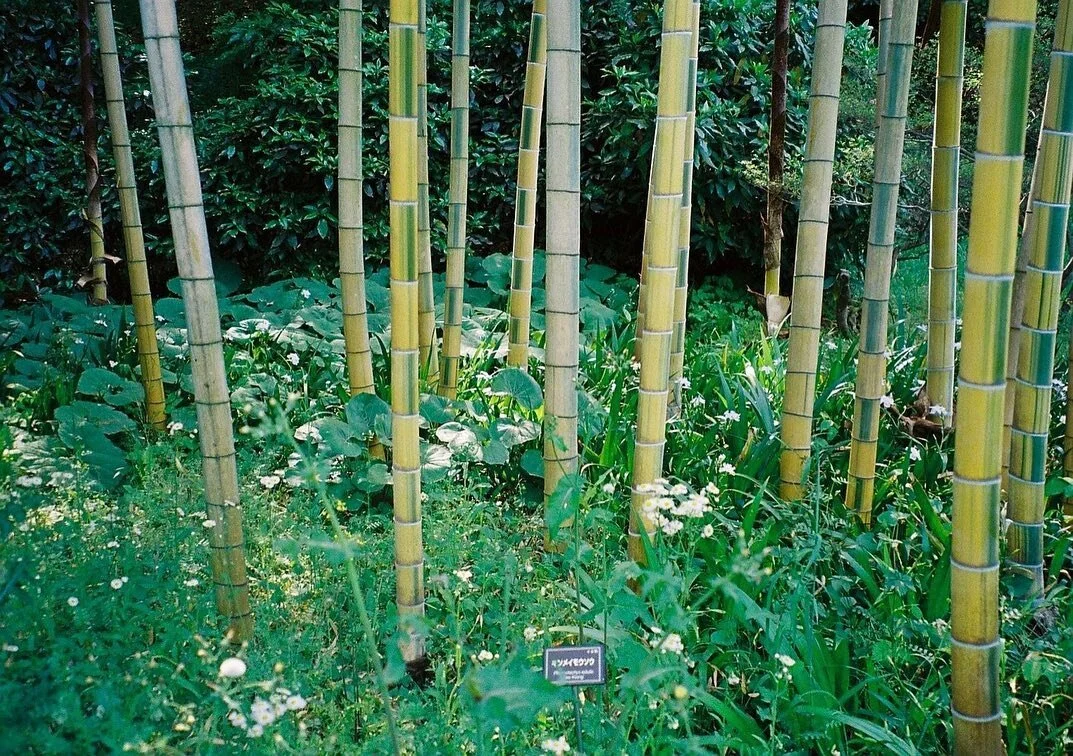 garden city 🌱 #35mmfilm #olympusstylusepic