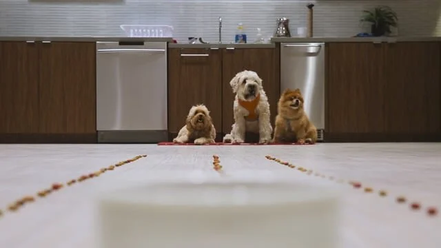 Beneful - Ready, Sit, Go! The kibble race of the century!