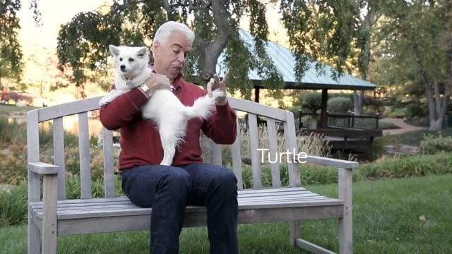 National Dog Show Promo