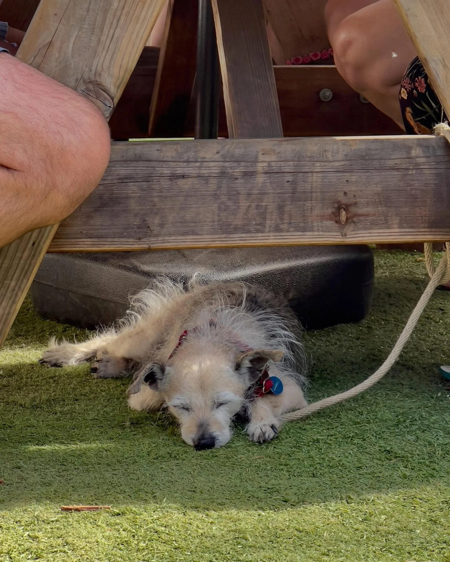 Weekend: complete. Murphys, you&rsquo;ve done it again. 🐶

Around here, even the dogs know how to relax. And yes, they are always welcome at all four of our properties and @murphys.pourhouse 🏡