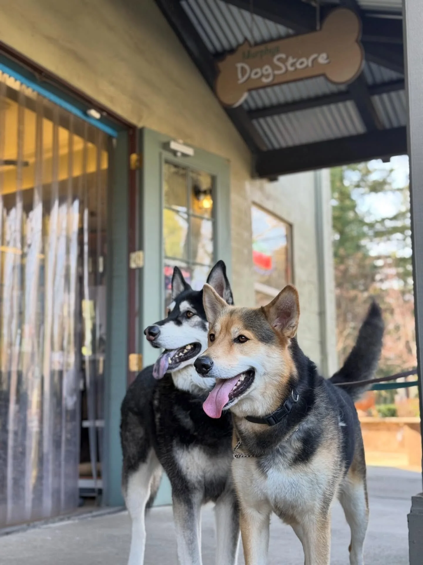 Murphys isn&rsquo;t just wine country&hellip; it&rsquo;s dog country too 🐶🍷

From a walk down Main Street to popping into The Dog Store, your four-legged family members can be part of the adventure.

And yes, our vacation homes are also dog friendl
