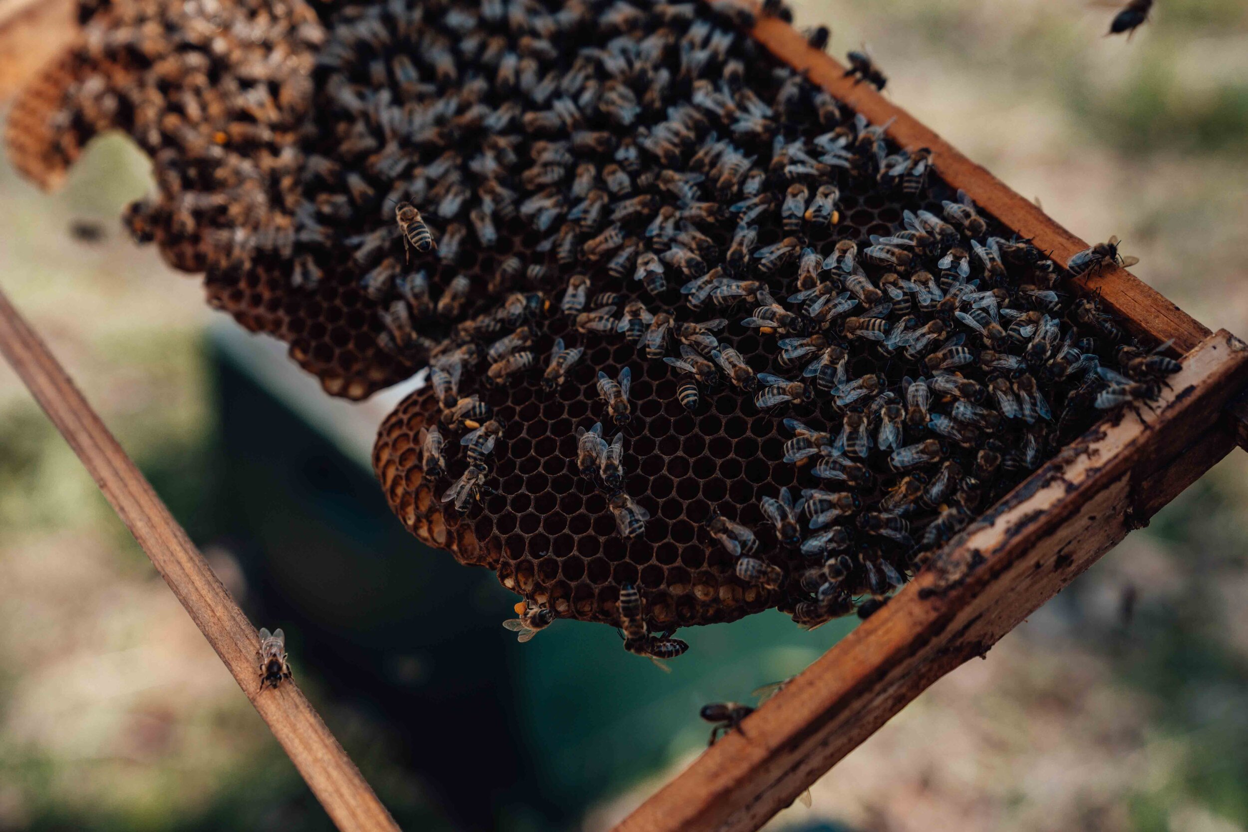 Hofplatz19_Bienen_Urlaub_Sommer_2021-6.jpg