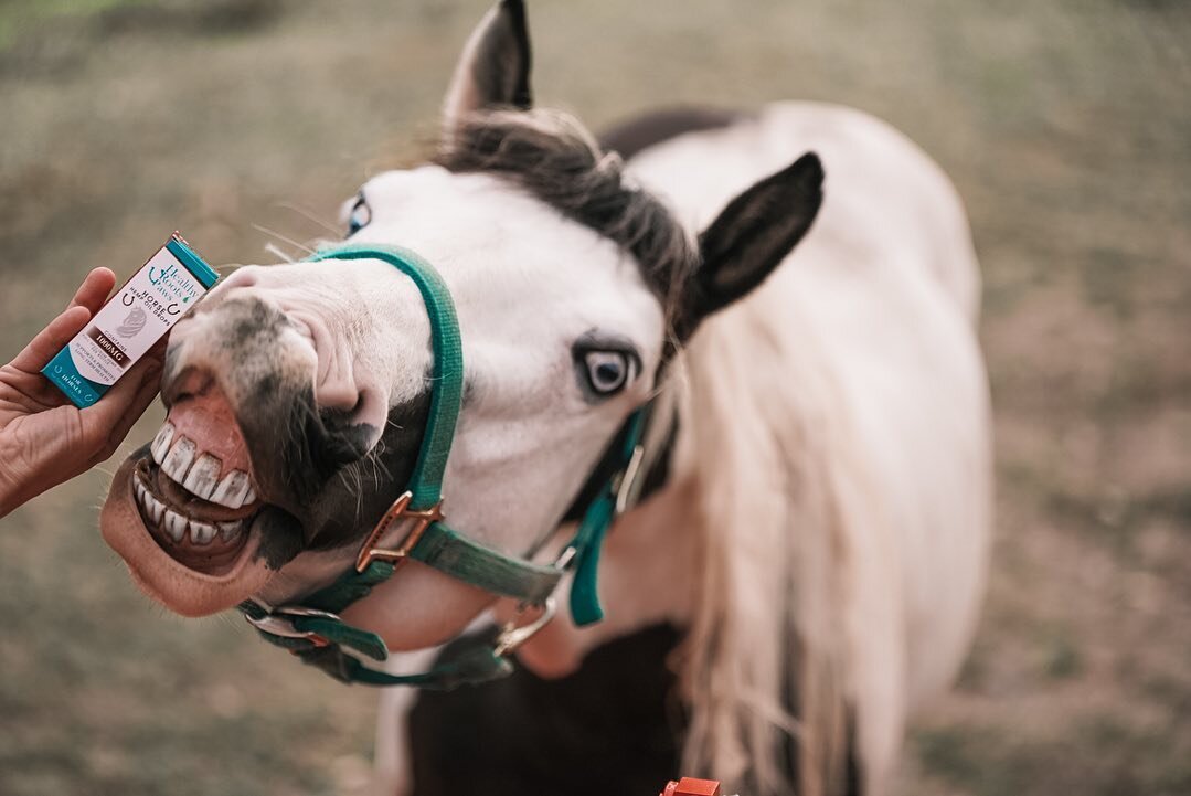 My FRIDAY face🐴! 
.
.
.

Annnnnnnd smiling because I&rsquo;ve got my hooves on some Healthy Roots Paws! Give your horse, dog or cat, all the great benefits of CBD oil. 
Healthyrootspaws.com
.
.
.
.
.
#horse #horsesofinstagram #horsepower #ilovemyhor