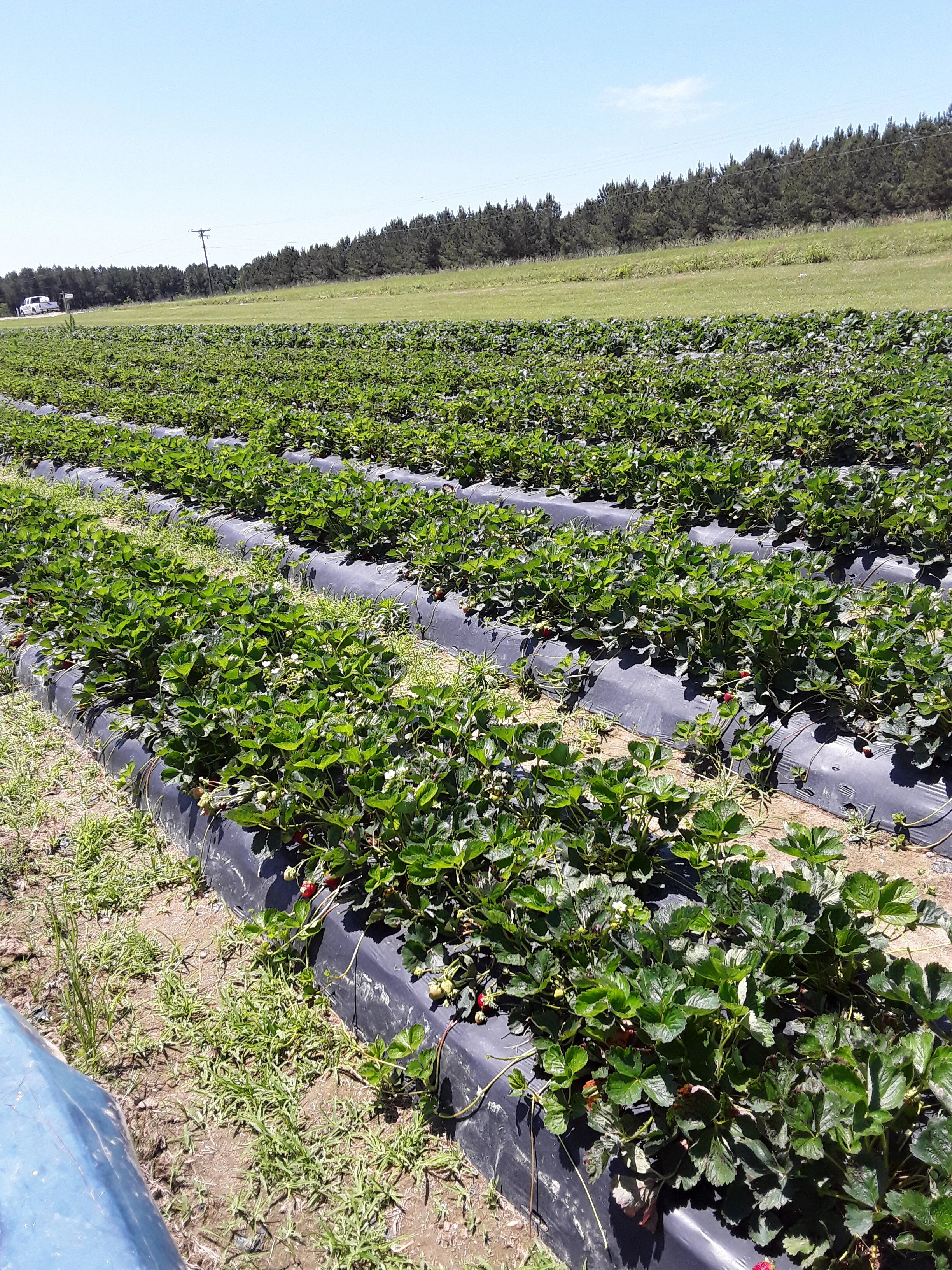 Market — Peaches n' Cream