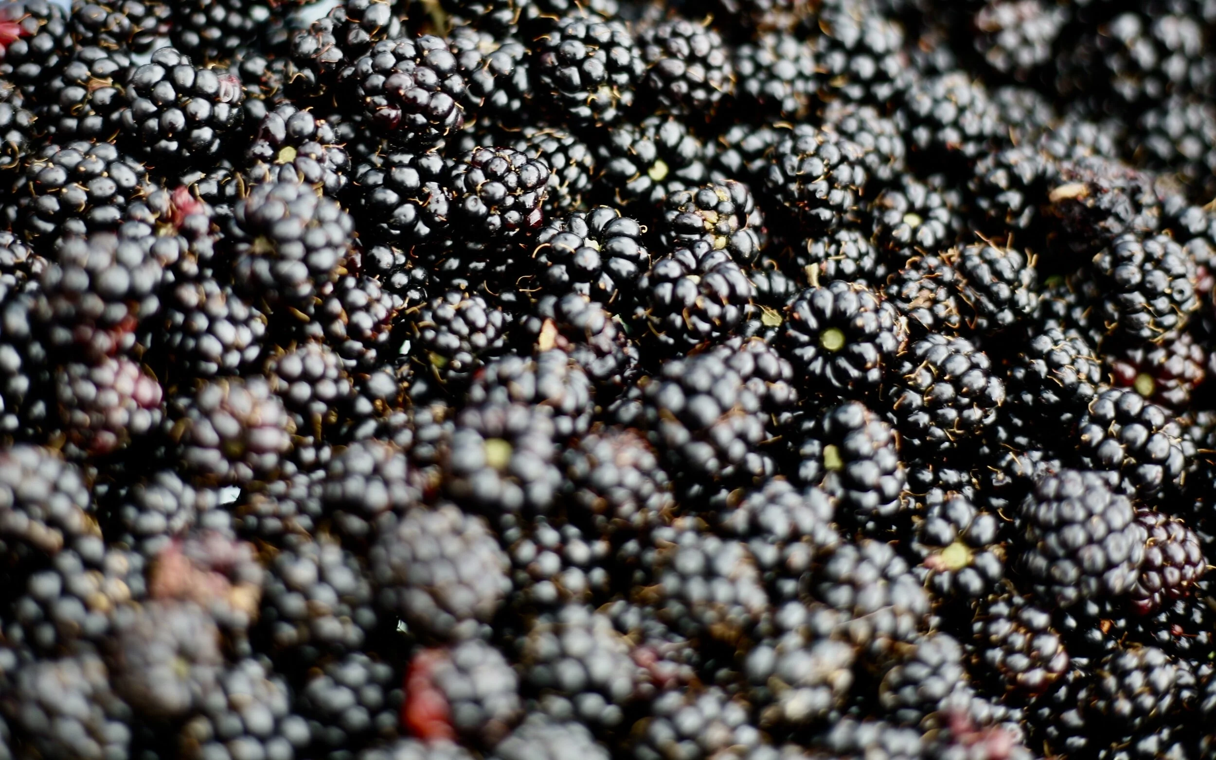 Fresh Local Blackberries
