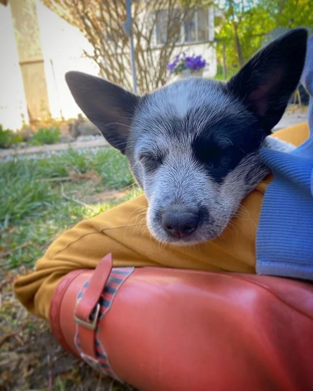 Jackie, my little baby blue heeler of a love. #blueheelerpuppy #blueheeler #cattledog #australiancattledogpuppy #cattledogpuppy #puppylove #blueheelersofinstagram