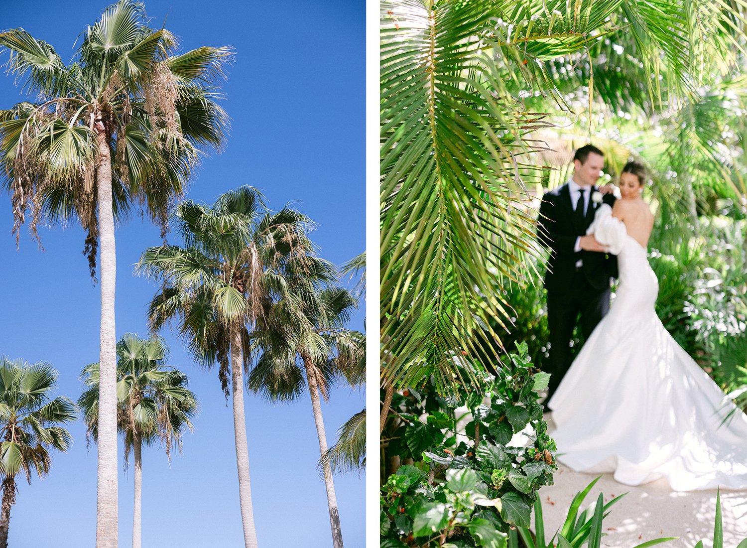 26 long green palm trees landscape with clean blue sky behind and cute blurry photo of bride and groom silhouette hugging each other with tropical green plants around them at Dreams Riviera Cancun.JPG