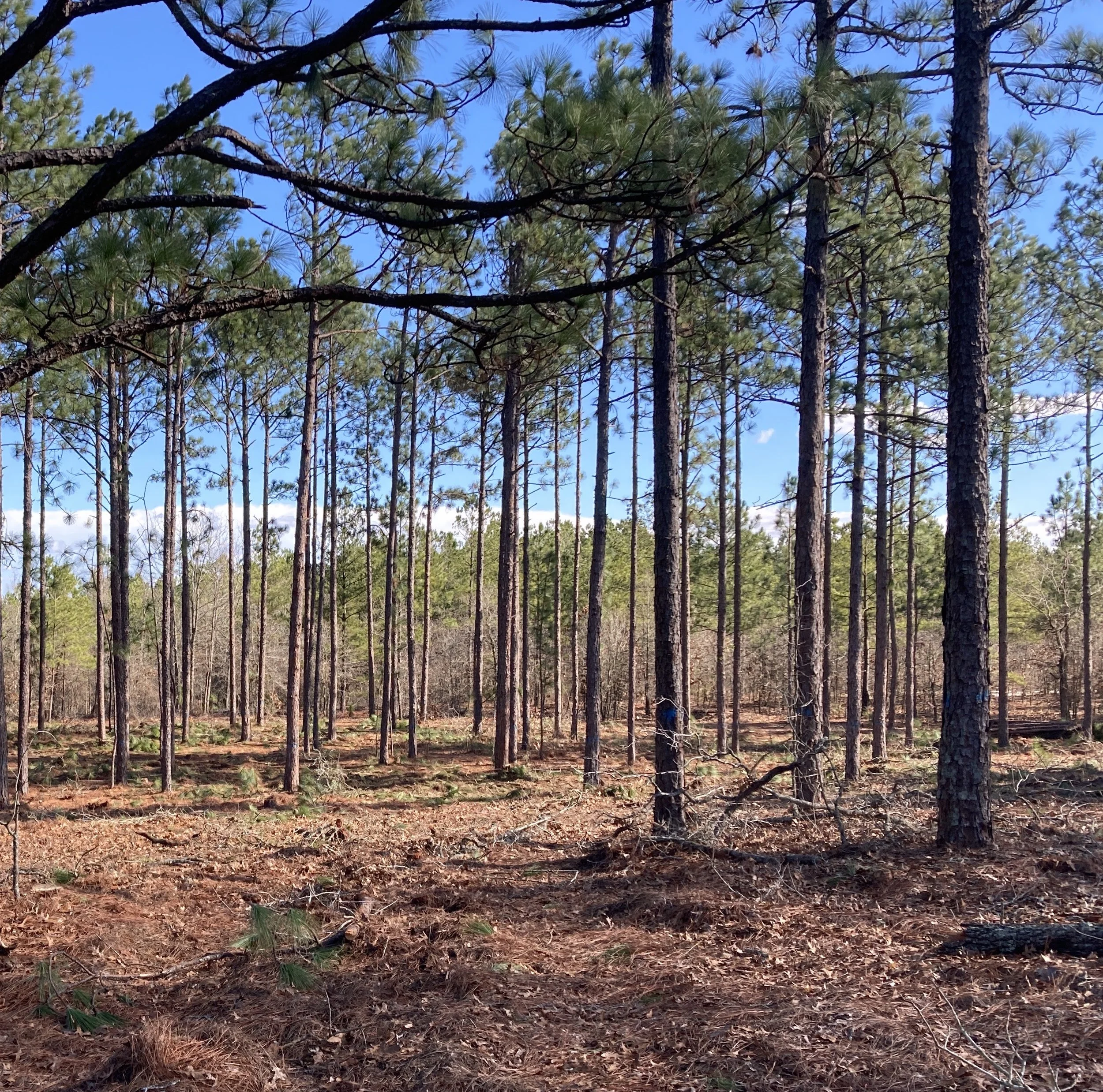 Thin & Burn Demonstration