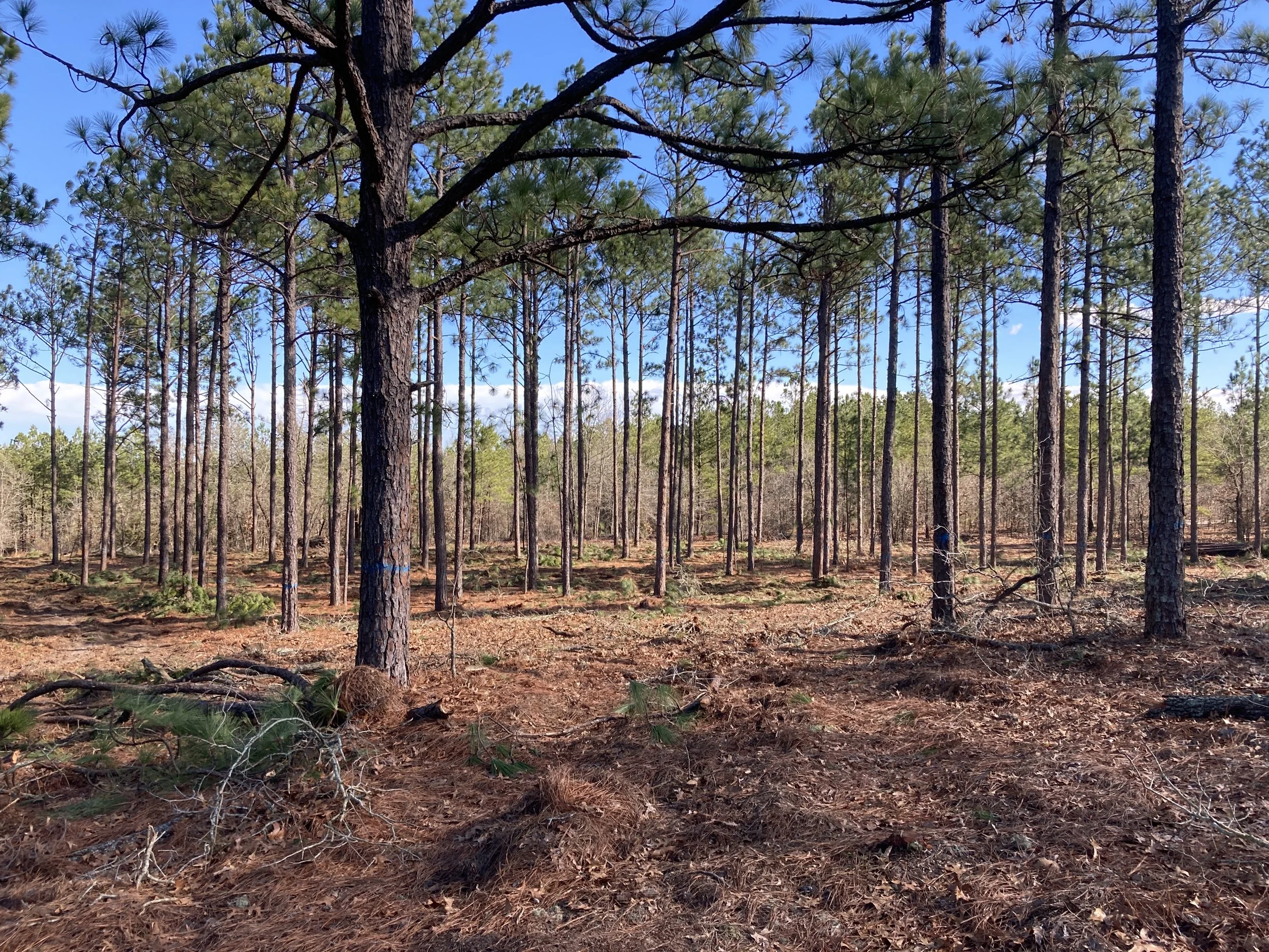 2023 Fall Forestry Thinning Tour