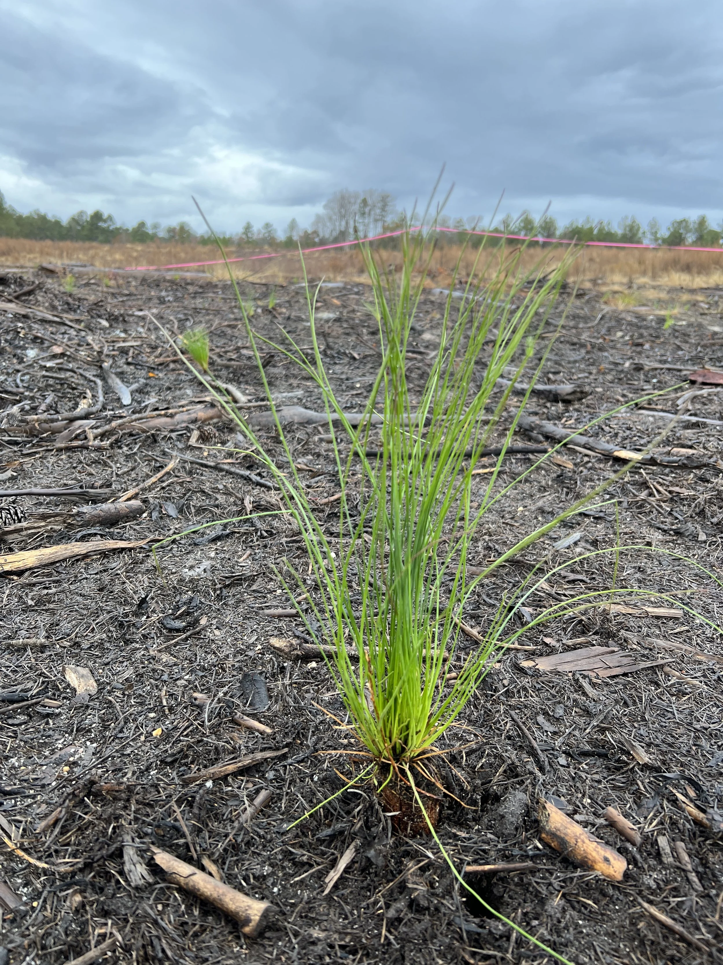 Longleaf Seedling Planting Day