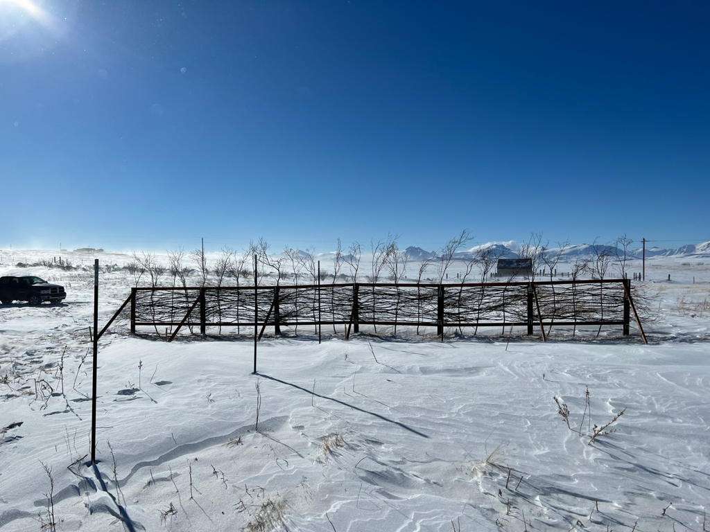 Photo 5 - snow willow fences.png