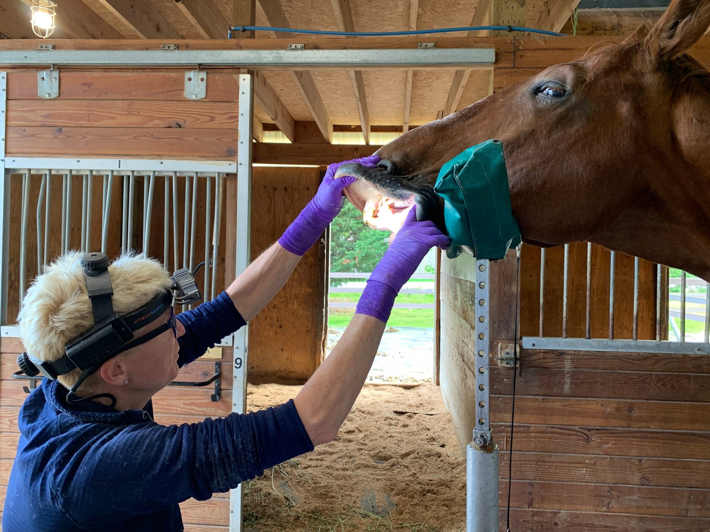 Routine Care — Northwest Equine Dentistry