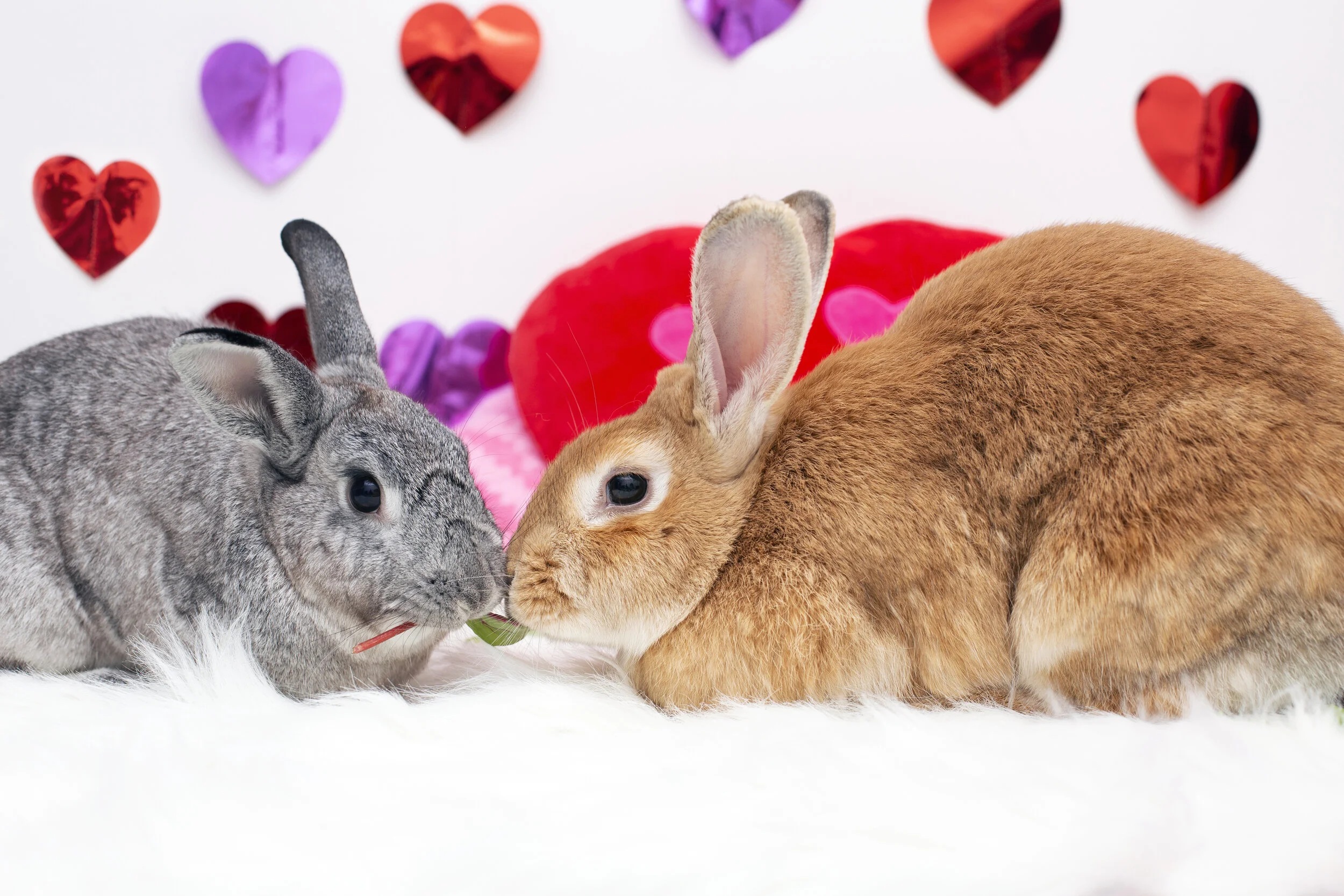 Pumpkin's Acres Rabbit Rescue