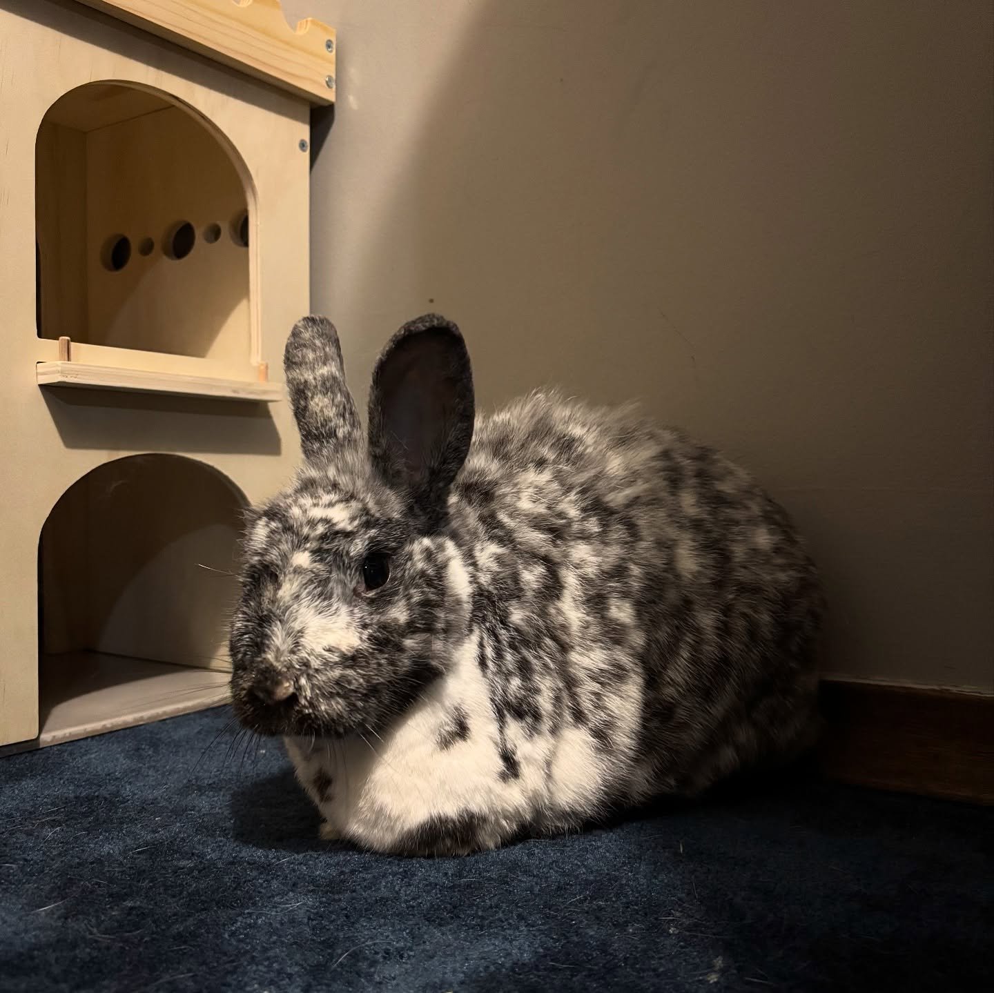 Adoptable Rabbits - Freckles — Pumpkin's Acres Rabbit Rescue Inc.