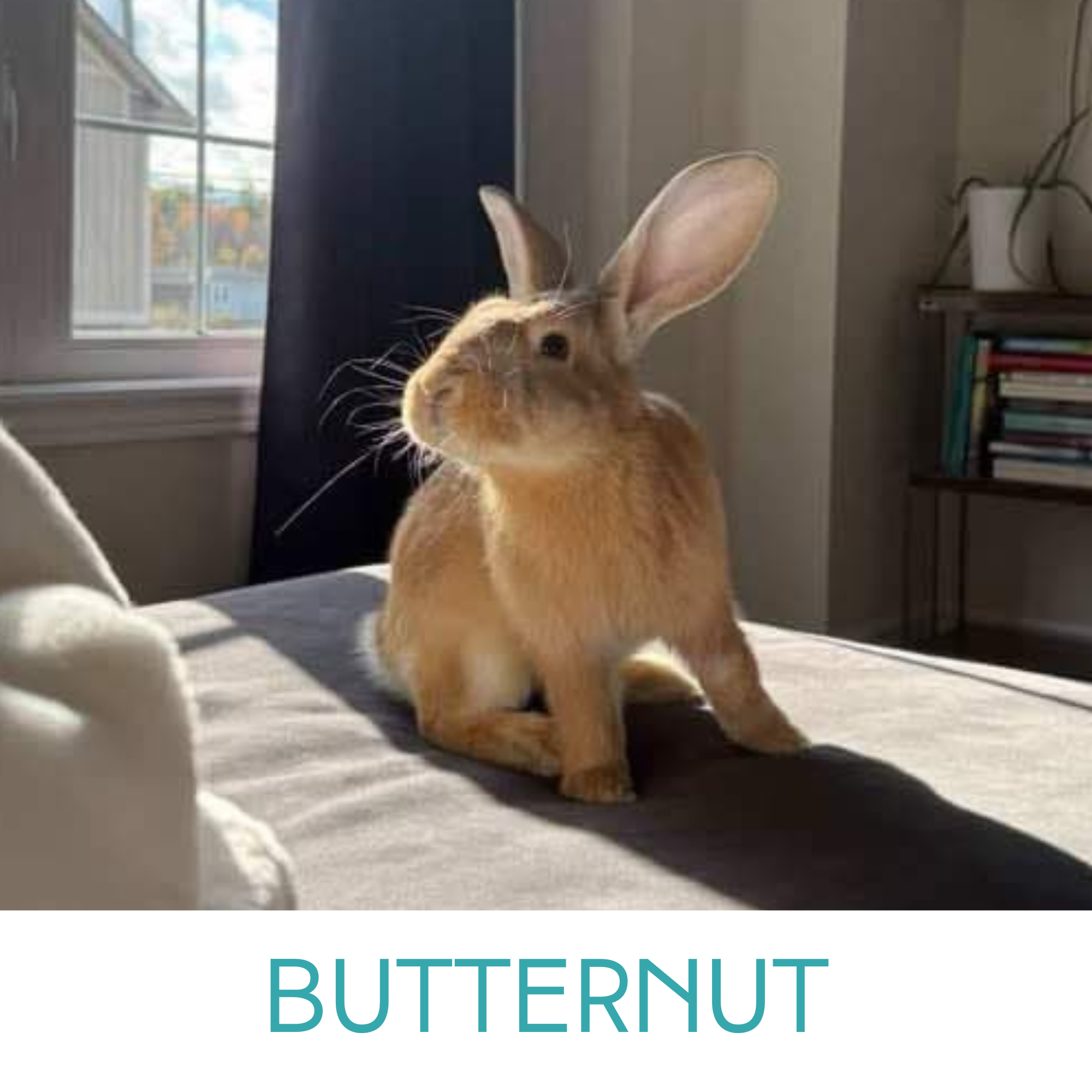 Flemish Giant Breeders Ontario