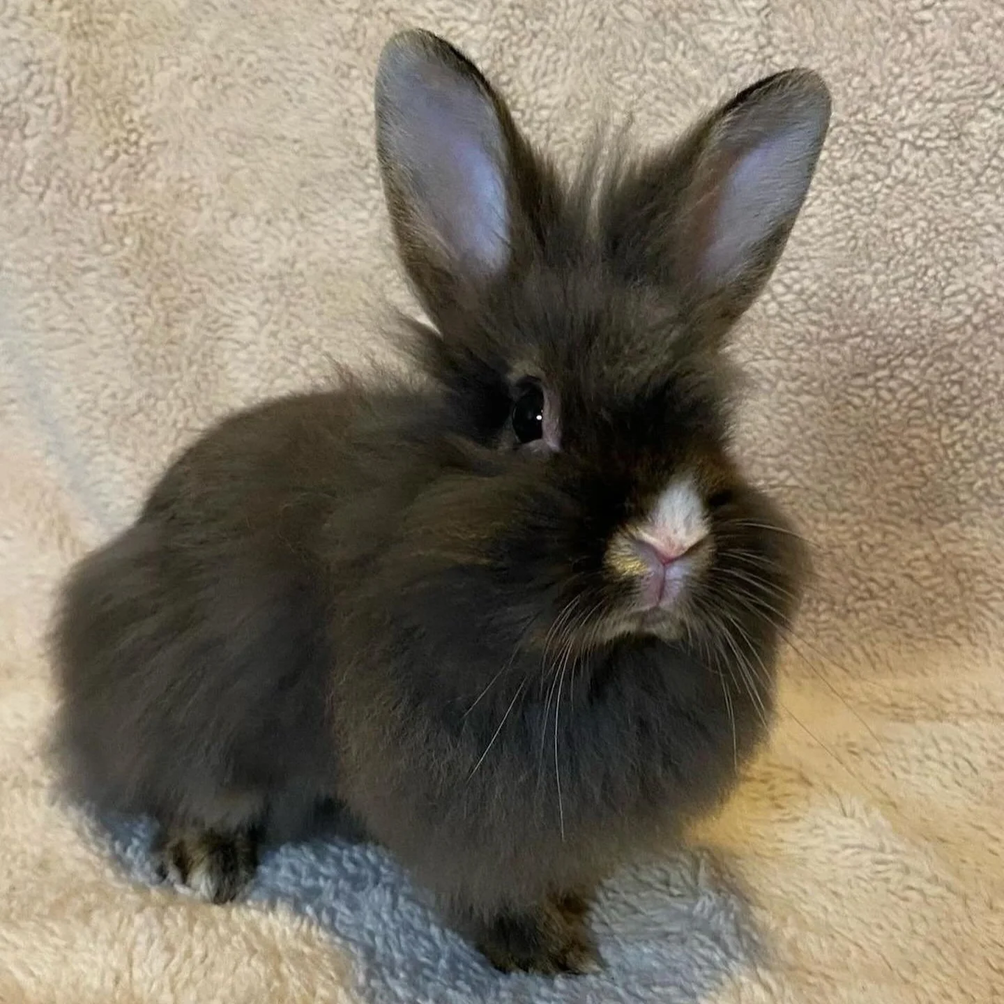 Pumpkin's Acres Rabbit Rescue