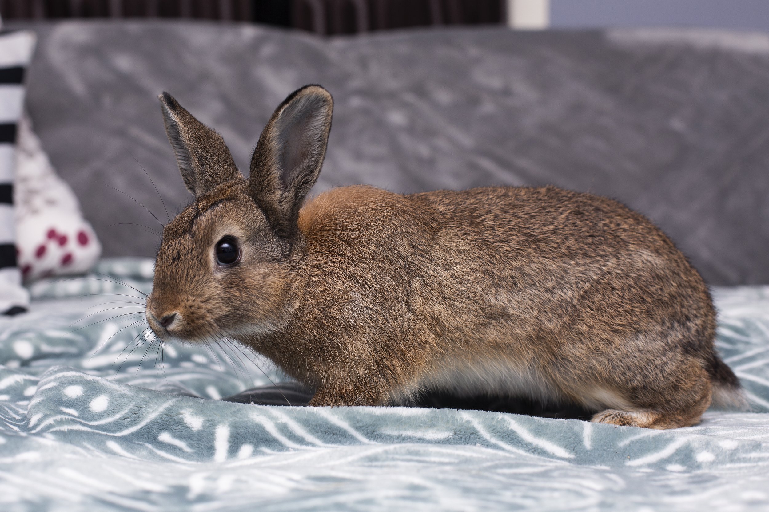 Adoptable Rabbits - Squirrel — Pumpkin's Acres Rabbit Rescue Inc.
