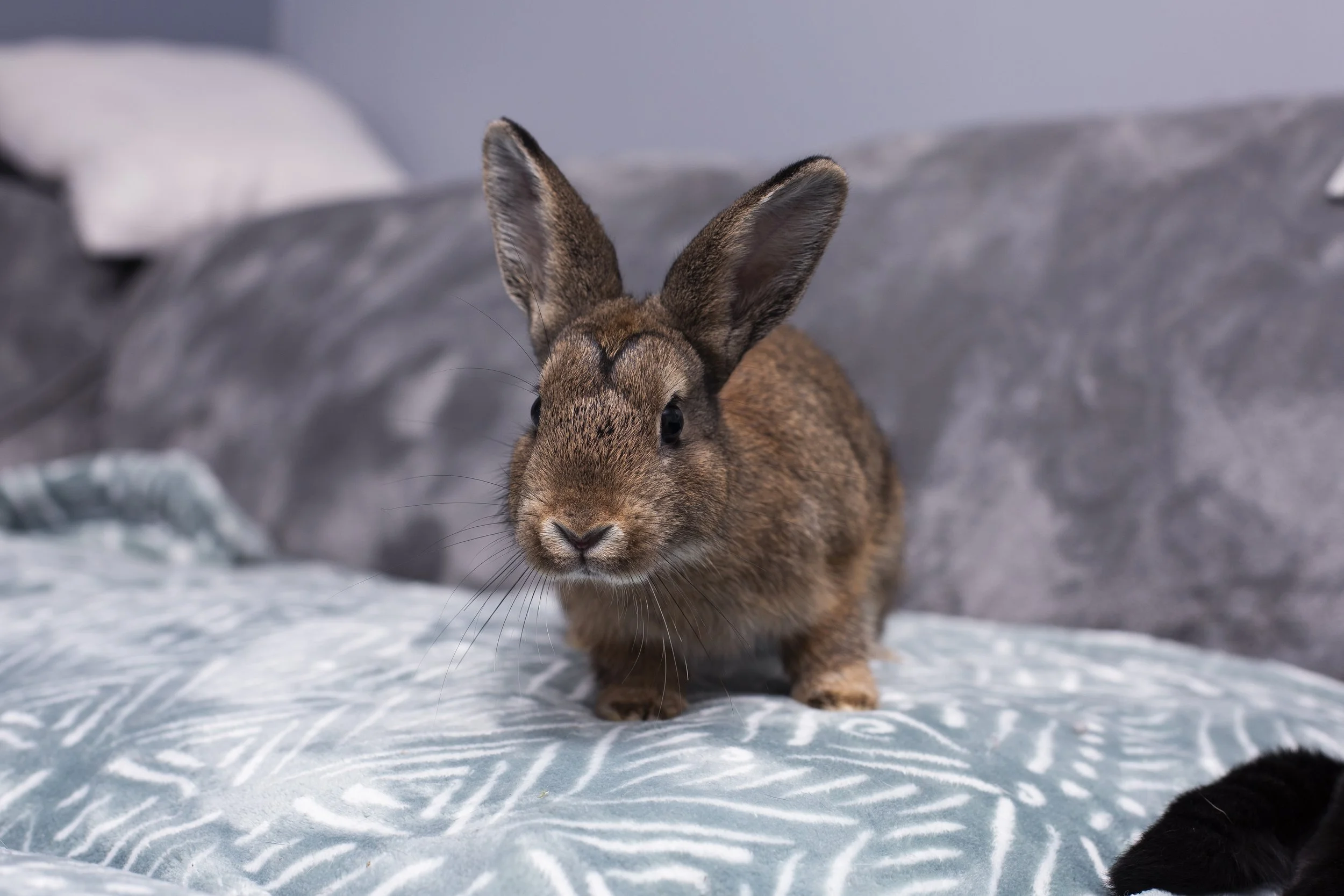 Adoptable Rabbits - Squirrel — Pumpkin's Acres Rabbit Rescue Inc.
