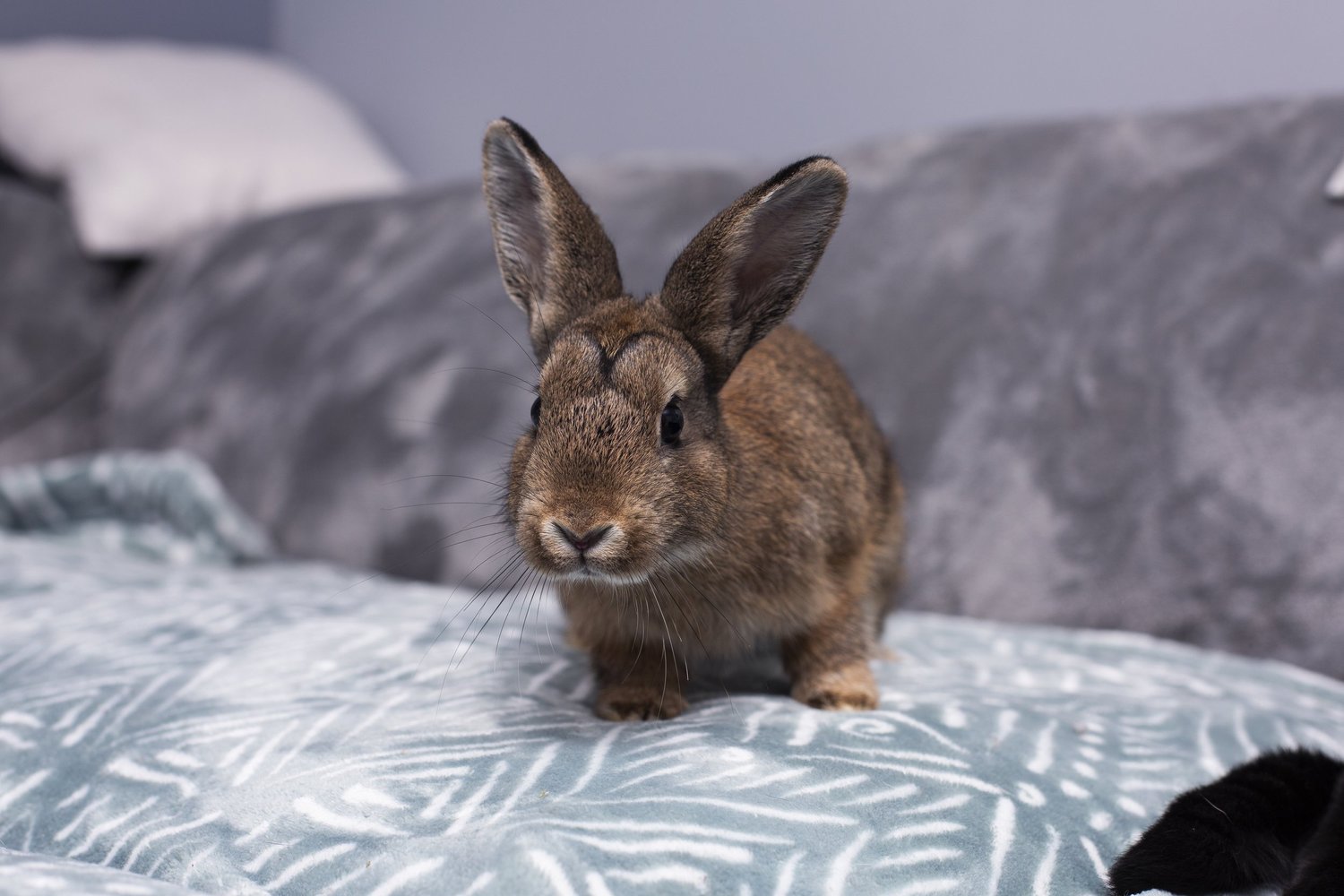 Adoptable Rabbits - Squirrel — Pumpkin's Acres Rabbit Rescue Inc.