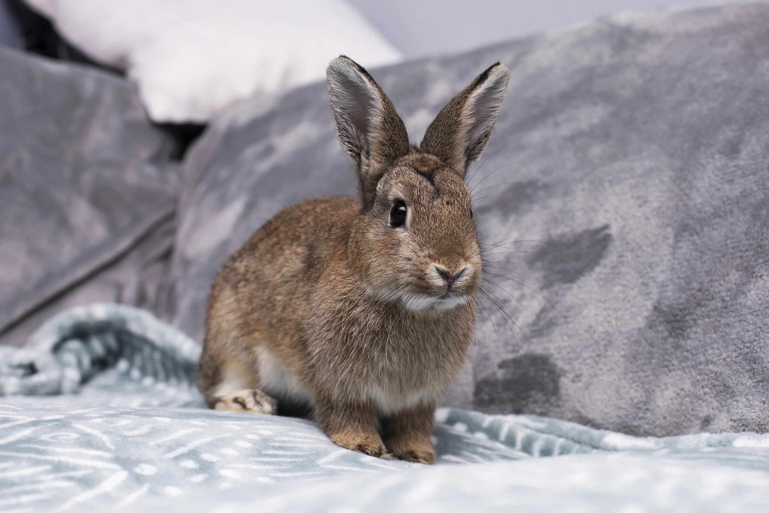 Adoptable Rabbits - Chipmunk — Pumpkin's Acres Rabbit Rescue Inc.