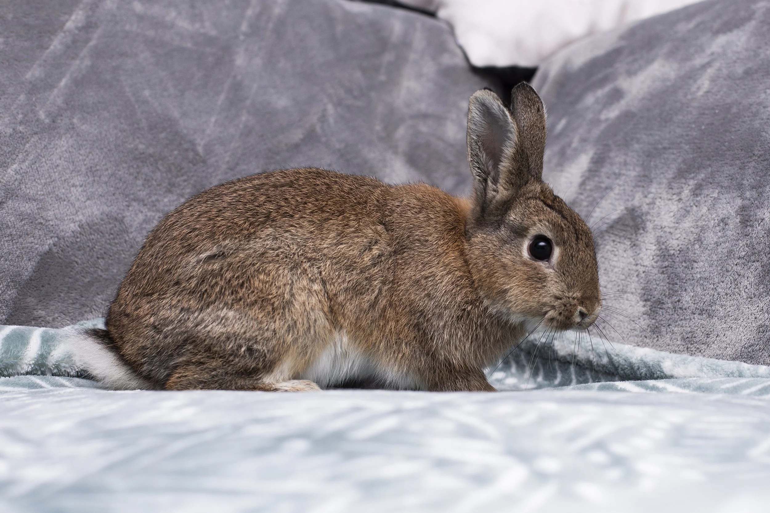 Adoptable Rabbits - Chipmunk — Pumpkin's Acres Rabbit Rescue Inc.