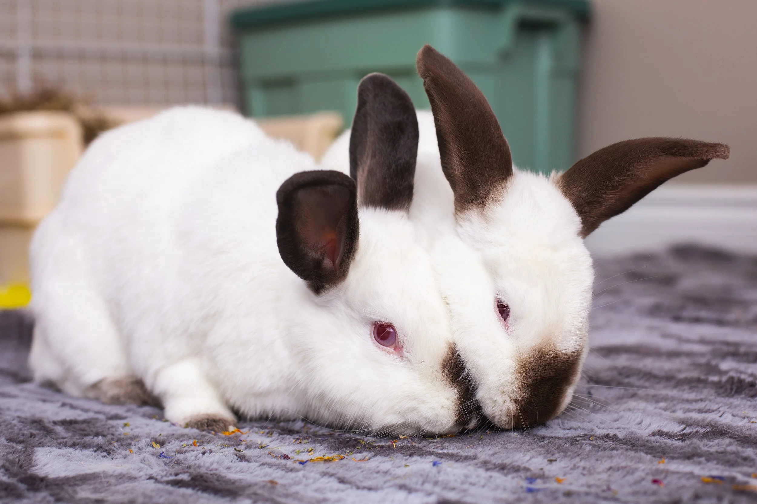 Pumpkin's Acres Rabbit Rescue