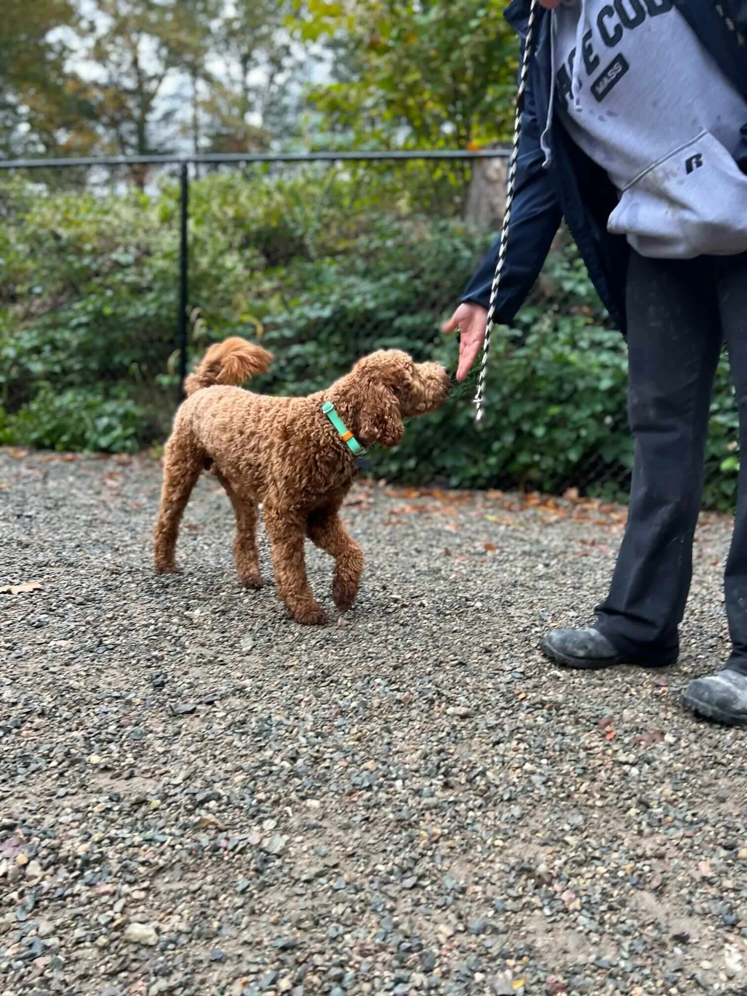 puppy obedience training medfield needham wellesley westwood.JPEG