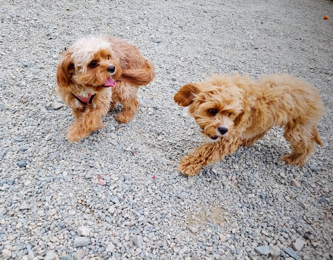 Lucy, Beau, Ruby, Livie, Riley, Benny, Maddie &amp; Trixie