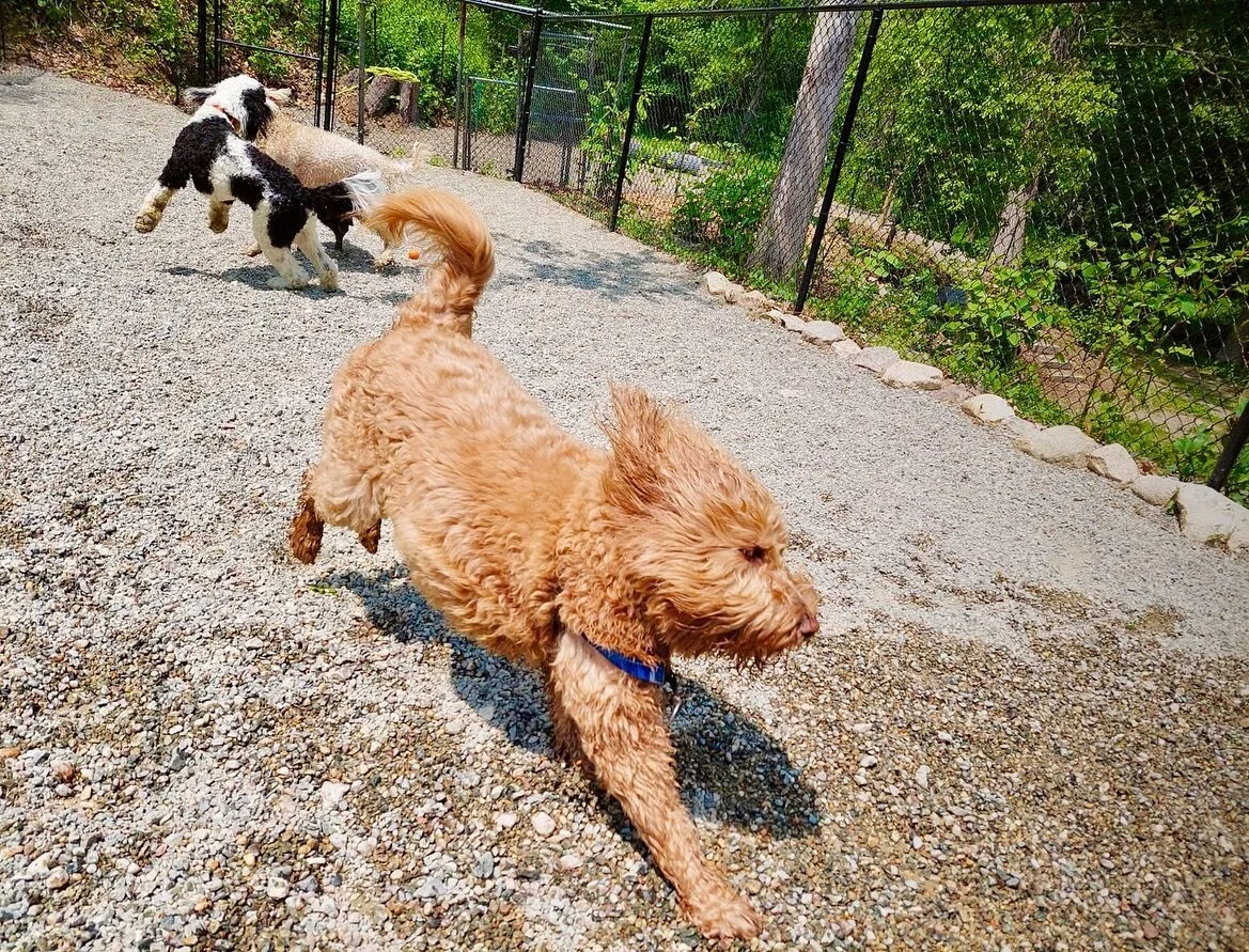 Raju, Penny, Layla, Archie, Cassie, Zoey &amp; Valerie