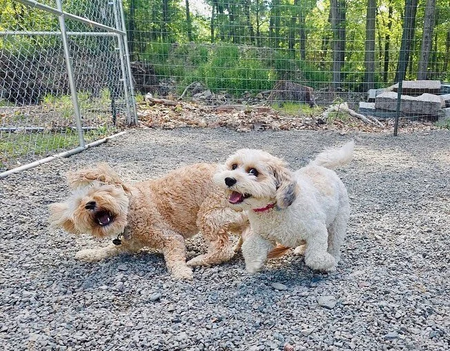 Benny, Millie, Kai, Moose, Dash, Duncan &amp; Rocky