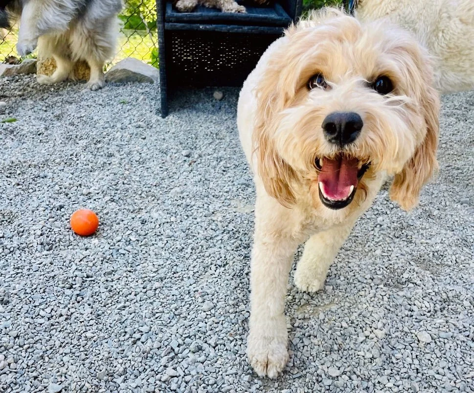 Charley, Sylvia, Aspen, Peet, Teddy, Scout, Georgie, Ali &amp; Auggie