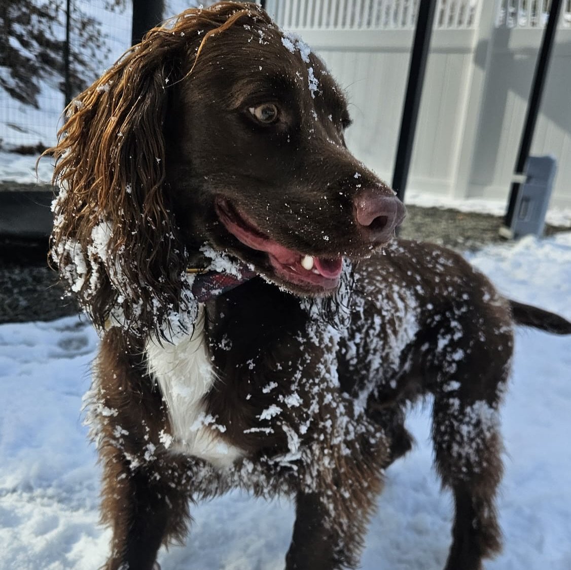 Zooming in a winter wonderland ❄️ 

It&rsquo;s amazing to see pups have a blast playing in the snow. It&rsquo;s a great way to get them exercise, socialization and stimulation regardless of weather. 

And with frequent warm up breaks we ensure they s
