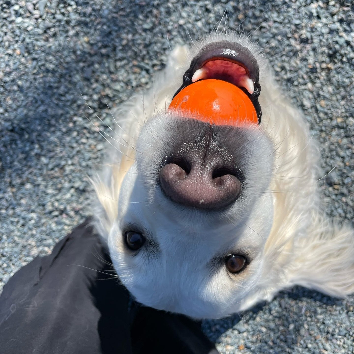 Spring vibes 🌷☀️

Anyone else dancing with the warm weather? 

#lifesapooch #medfield #needham #dover #sherborn #doggydaycare #dogfriendlyboston