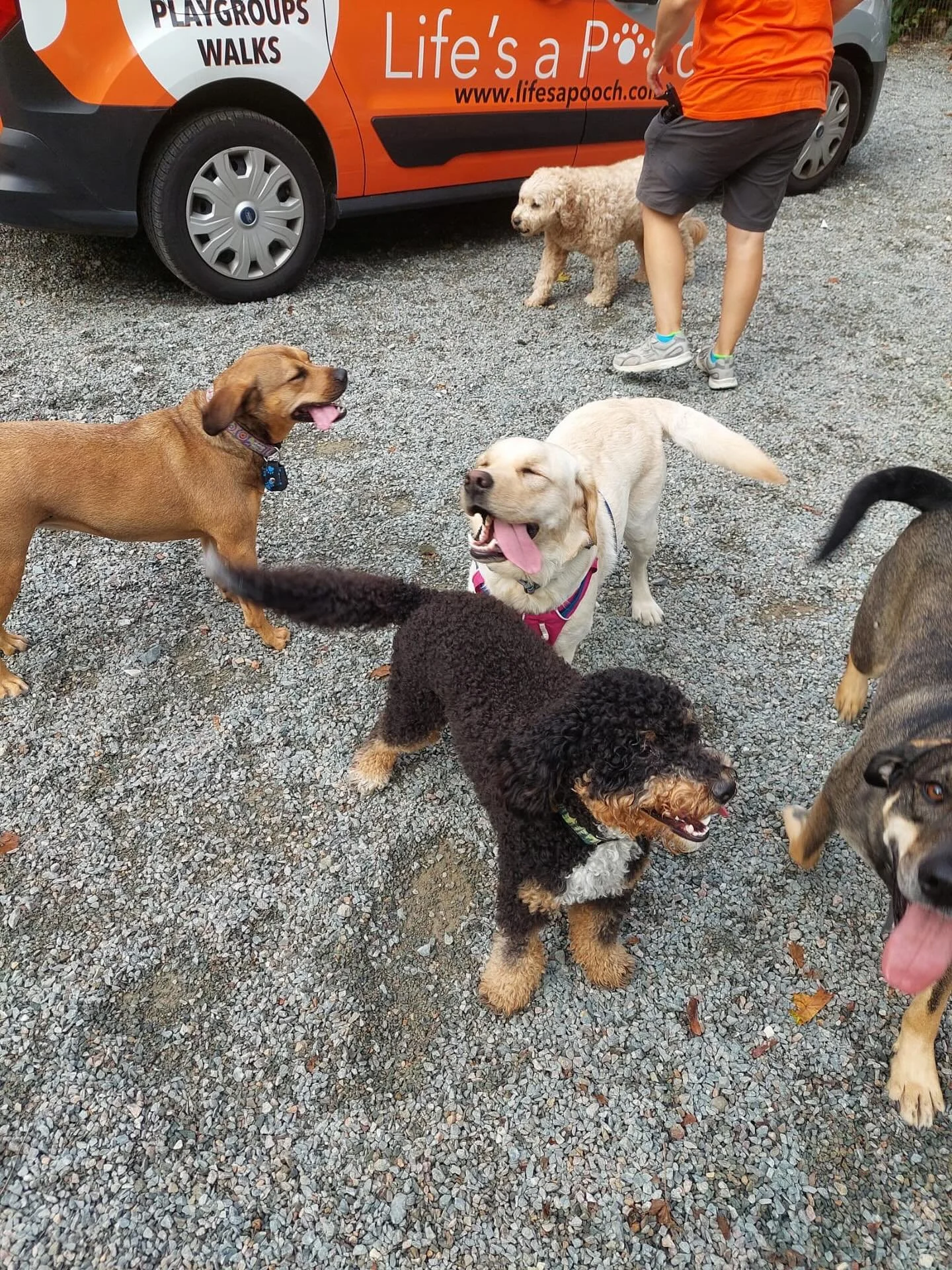 Meet Lilly &amp; Rosie, the newest LAP ladies! Playgroup was a hit 🙌🏼