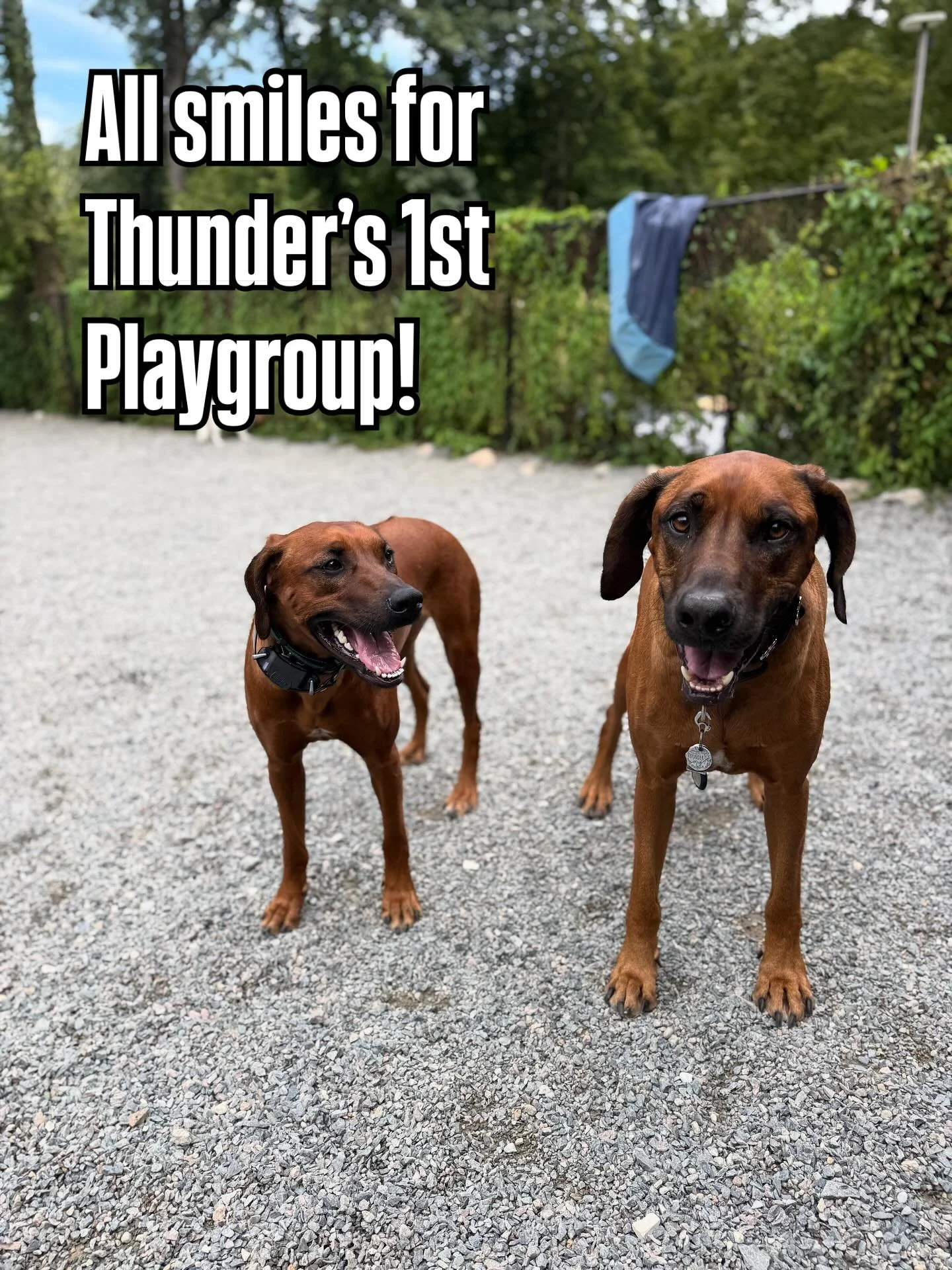 Welcome to the LAP Family, Thunder!

Thunder is a 5 year old Rhodesian Ridgeback. This big boy is a gentle soul with a very sweet nature. He fit right in with his new friends! 

#dover #medfield #needham #doggydaycare