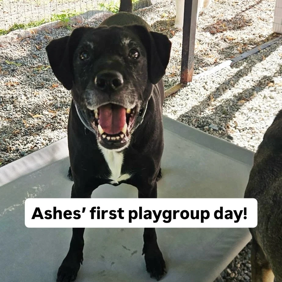 Ashes did amazing at her first playgroup! 

She had lots of wags and kisses at pick up and had a smooth happy car ride. 

She thrived making new friends and was very polite in her greetings. 

She LOVED playing ball and was a great sharer! 

After pl