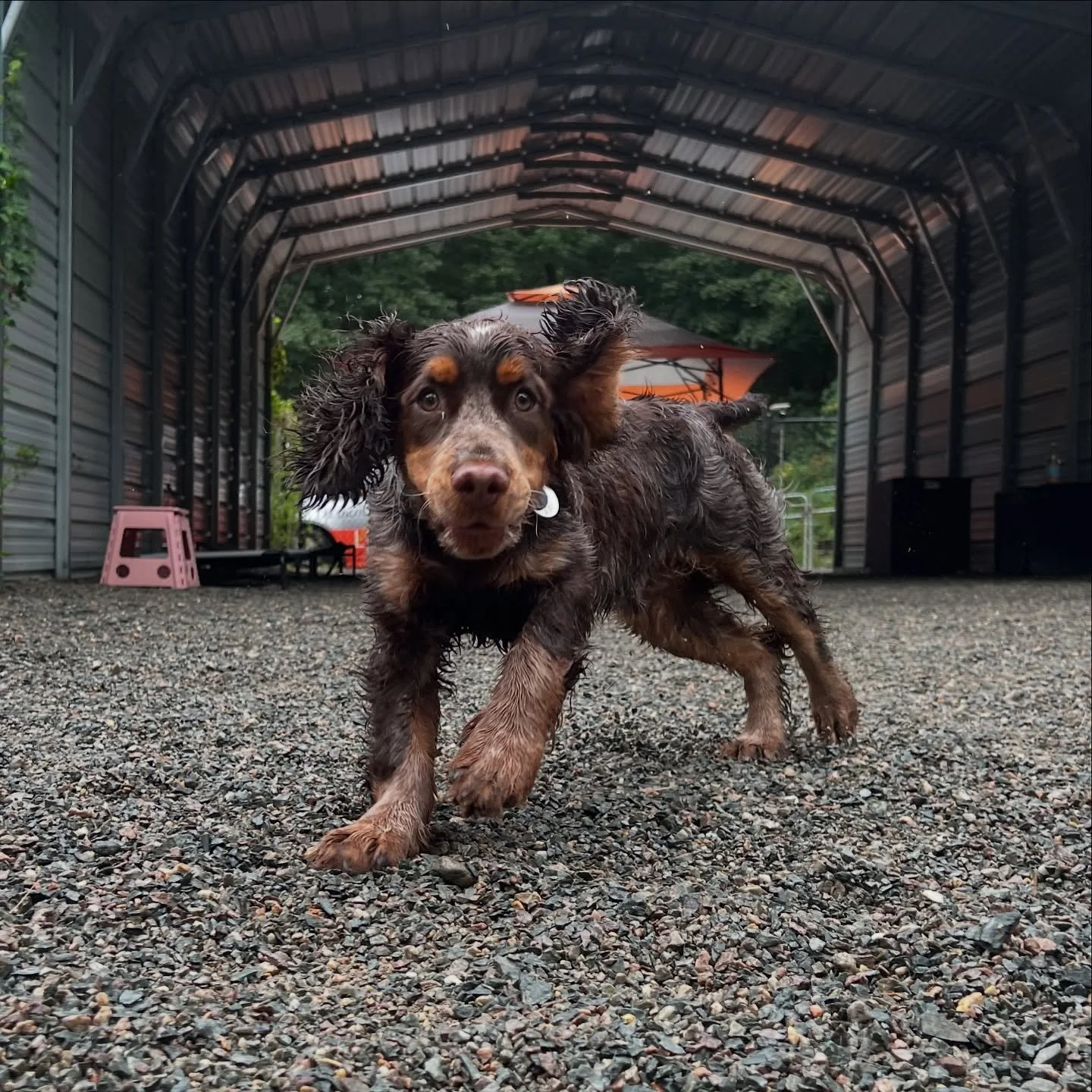 Hopkins did AMAZING on his first playgroup day! 

From the moment he stepped into the yard he loved zooming, smelling, saying hello to all the people, and introducing himself to the pups. 

His new BFF is Lexi- they had an absolute blast running toge