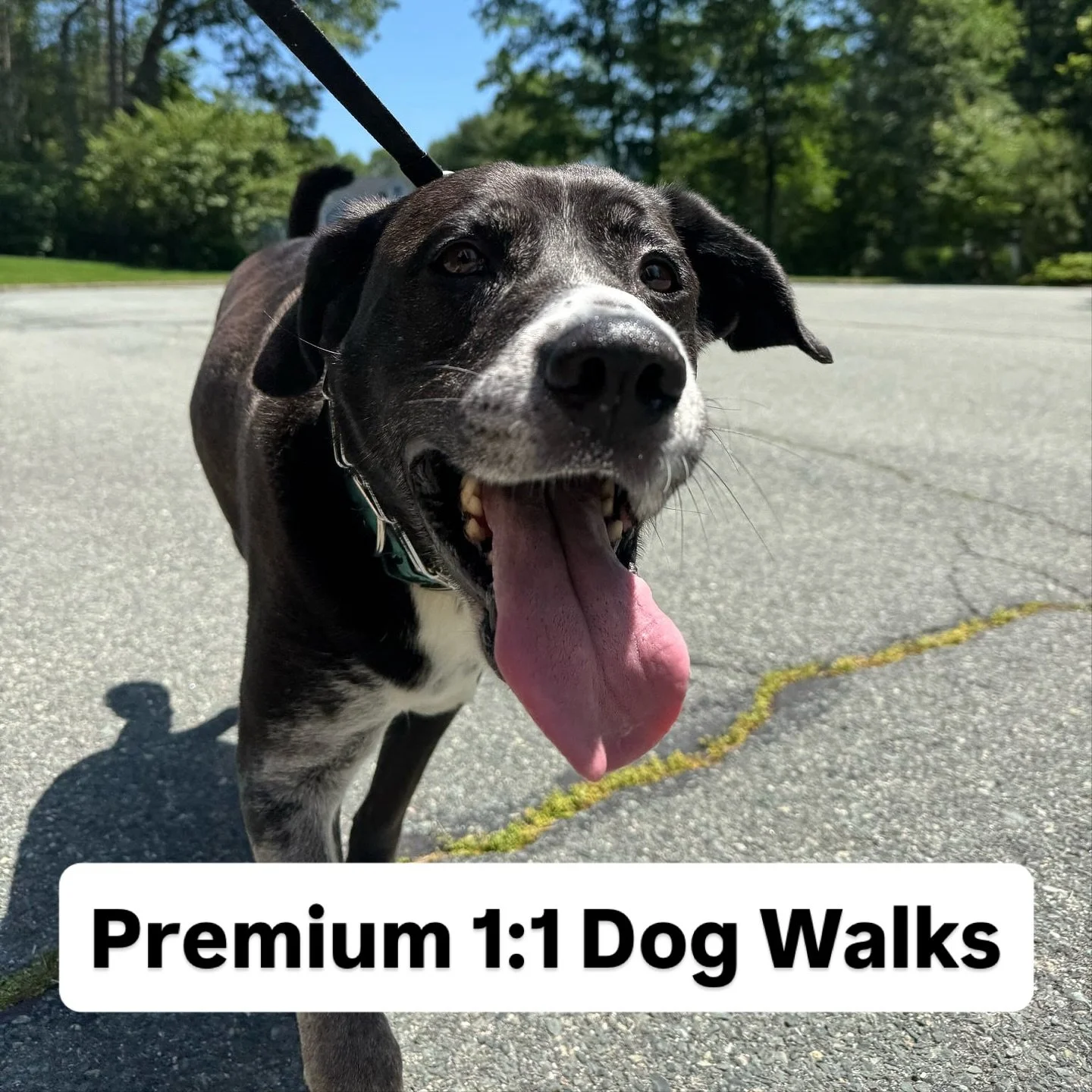 Exceptional, private 1:1 walks for busy pet parents in Medfield, Dover, Needham, Sherborn. 

Same Walker. 

Tailored pace. 

Rain or shine. 

Want a calmer evening at 5 PM? 

DM &lsquo;CALM&rsquo; to check availability.

#lifesapooch #dogwalker #medf
