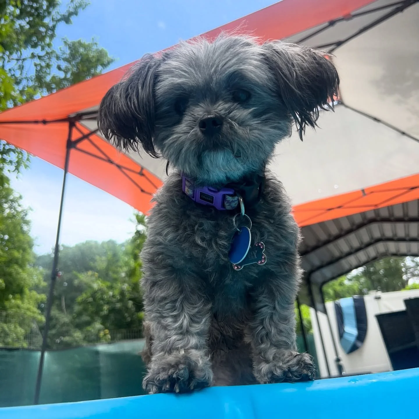 Small groups, big enrichment&mdash;always safe, always fun.

Our expert handlers read every tail flick and ear tilt, matching energies so pups play with friends, not just near them. 

Between romps they rotate through ball chasing, splash‑pool cool‑d