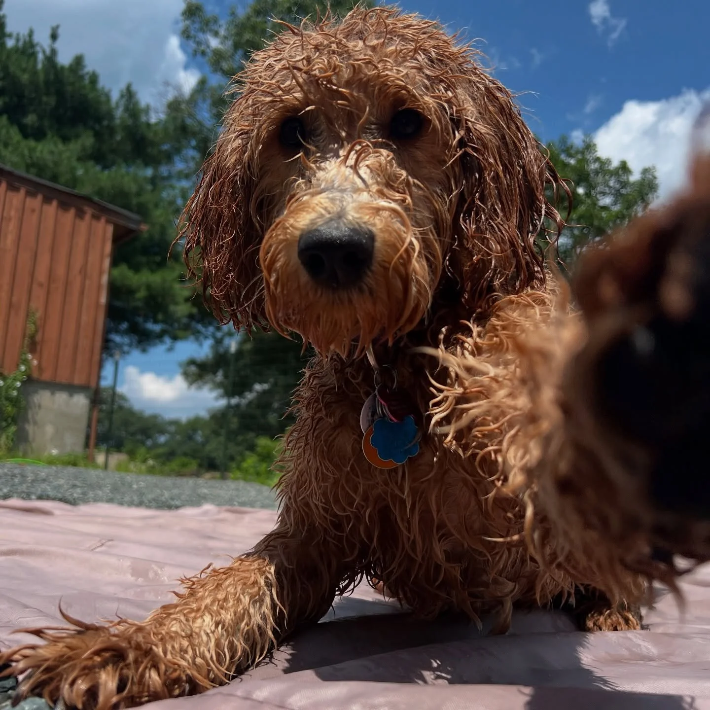 Sunshine, wagging tails, and our dog playgroup program in Medfield doing what they do best&mdash;balanced, happy play. 

Each dog gets supervised socialization, movement, and calm breaks so they go home relaxed (not overstimulated). 

Our professiona