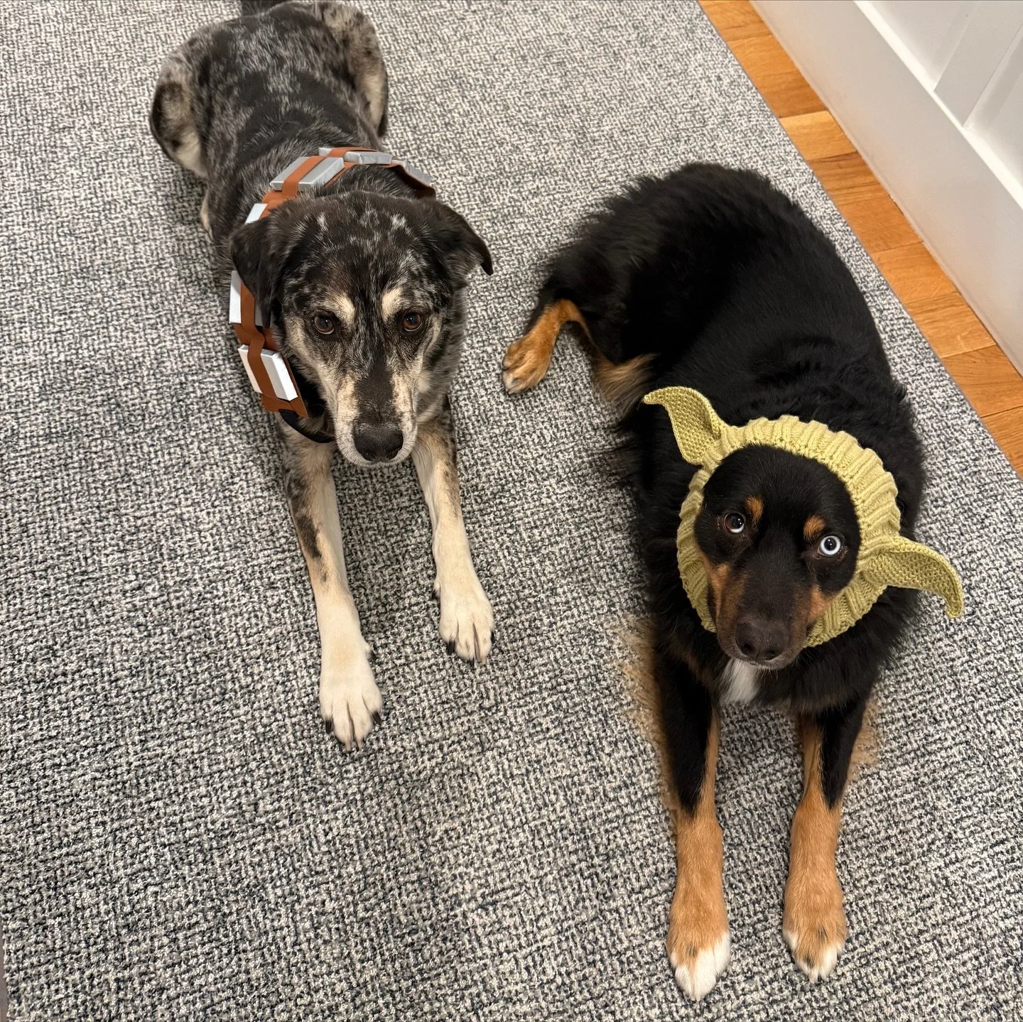 Entry #26: Blaze &amp; Bowie as Blazebacca and Boda 🎃🐶

Vote: Tap the heart on this FEED post. One like = one vote.

Voting ends Thu 1:00pm. Likes counted only on our feed (Stories/DMs don&rsquo;t count).

Parent: @skkropp

See all entries on our f