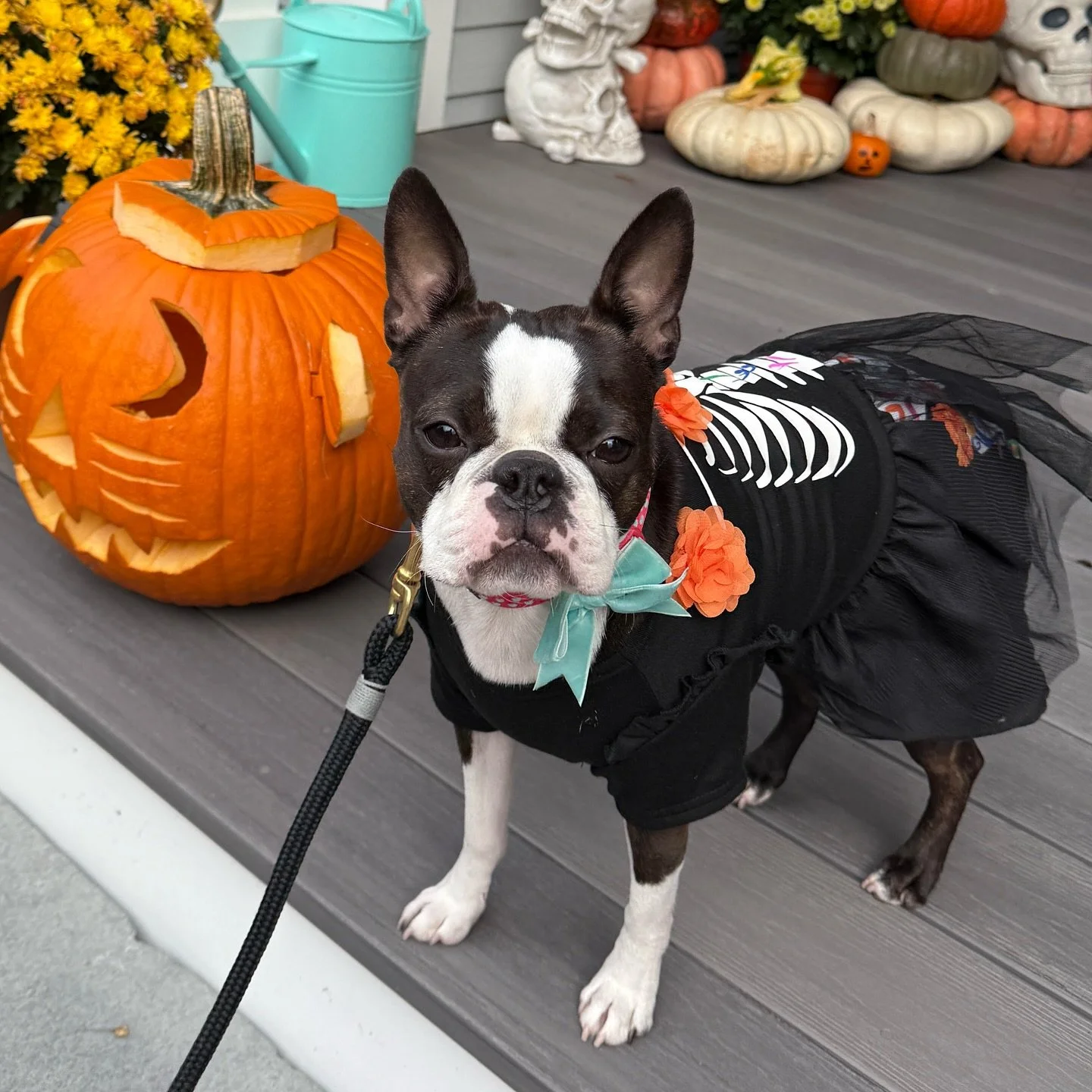 Entry #23: Ruby as SkelaRuby 🎃🐶

Vote: Tap the heart on this FEED post. One like = one vote.

Voting ends Thu 1:00pm. Likes counted only on our feed (Stories/DMs don&rsquo;t count).

Parent: @e.bursavage

See all entries on our feed. Browse the &ld