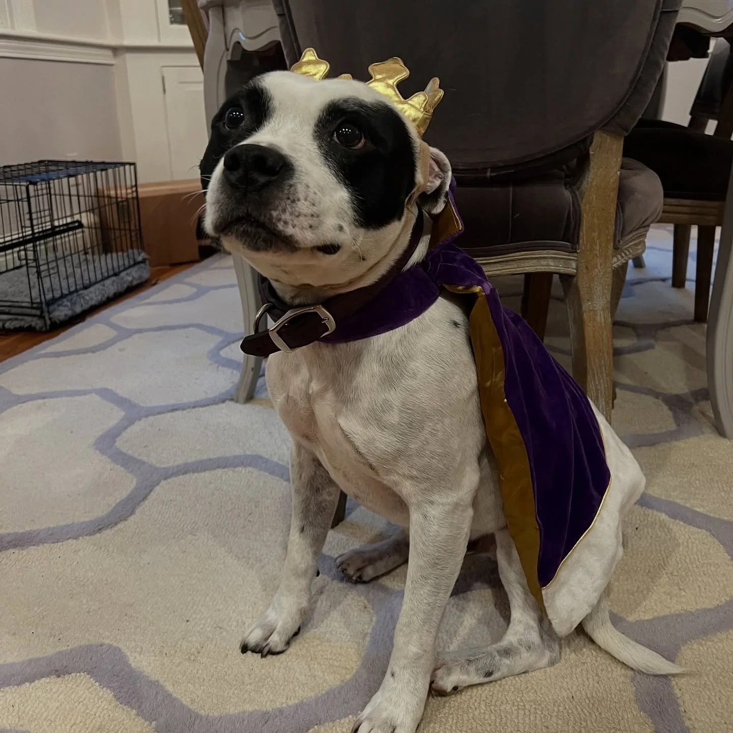 Entry #29: Mac the Great🎃🐶

Vote: Tap the heart on this FEED post. One like = one vote.

Voting ends Thu 1:00pm. Likes counted only on our feed (Stories/DMs don&rsquo;t count).

Parent: @livingheartspace

See all entries on our feed. Browse the &ld