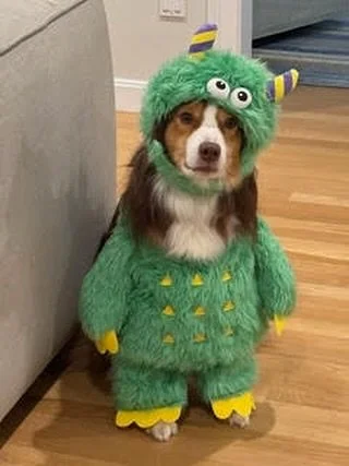 Entry #24: Keeva as The Friendly Monster 🎃🐶

Vote: Tap the heart on this FEED post. One like = one vote.

Voting ends Thu 1:00pm. Likes counted only on our feed (Stories/DMs don&rsquo;t count).

Parent: @kathylindberardi

See all entries on our fee