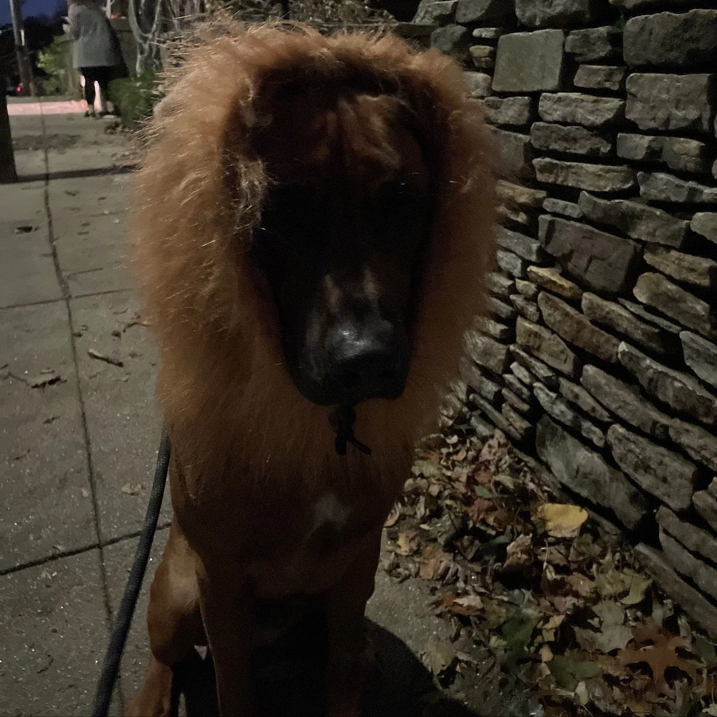 Entry #30: Thunder as the King of the Jungle 🎃🐶

Vote: Tap the heart on this FEED post. One like = one vote.

Voting ends Thu 1:00pm. Likes counted only on our feed (Stories/DMs don&rsquo;t count).

Parent: @mmerolli

See all entries on our feed. B