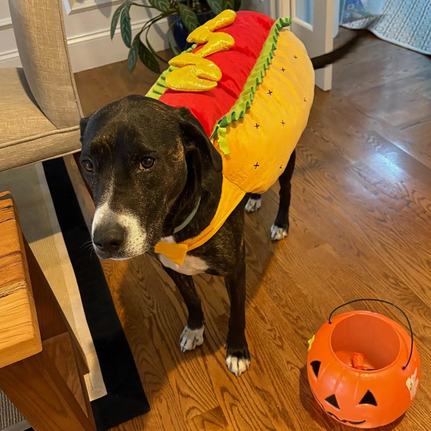 Entry #27: Kai the Hot Dog🎃🐶

Vote: Tap the heart on this FEED post. One like = one vote.

Voting ends Thu 1:00pm. Likes counted only on our feed (Stories/DMs don&rsquo;t count).

See all entries on our feed. Browse the &ldquo;Howl‑o‑ween&rdquo; Hi