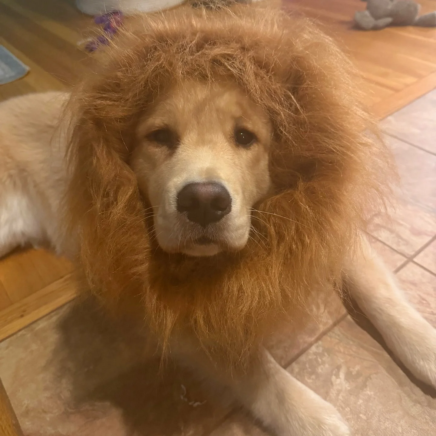 Entry #25: Lola the Lion 🎃🐶

Vote: Tap the heart on this FEED post. One like = one vote.

Voting ends Thu 1:00pm. Likes counted only on our feed (Stories/DMs don&rsquo;t count).

Parent: @lola_goldengirl

See all entries on our feed. Browse the &ld