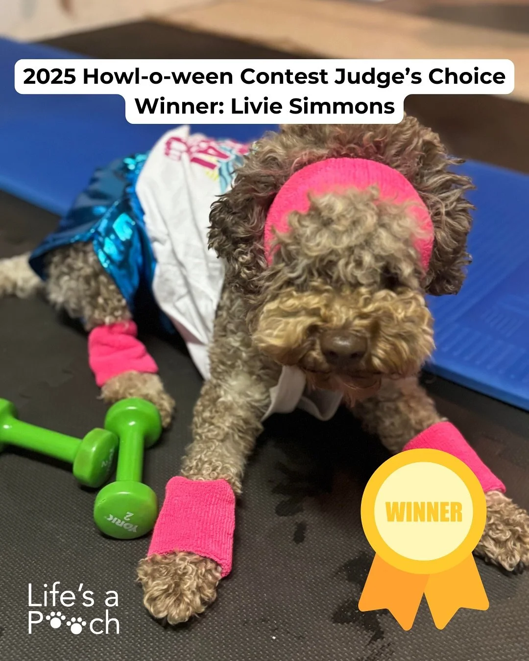 Howl-o-ween Winners 🎃🐶

Judge&rsquo;s Choice: Livie Simmons (@Kate_grearson_mckenney) &mdash; spooky‑cute, comfy, and full of personality.

Fan Favorite: Frankie‑stein (@snoymer) &mdash; most likes on our feed by the deadline.

Huge thank you to ev