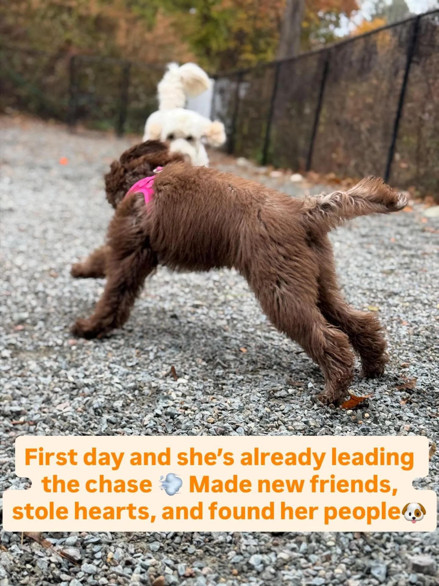 First day magic✨ Bertie walked in like she owned the place&mdash; confident, curious, and ready for fun! From chase leader to heart-stealer, this little girl made quite the debut! We have a feeling she&rsquo;s found her LAP Pack🐶

#doggydaycare #med