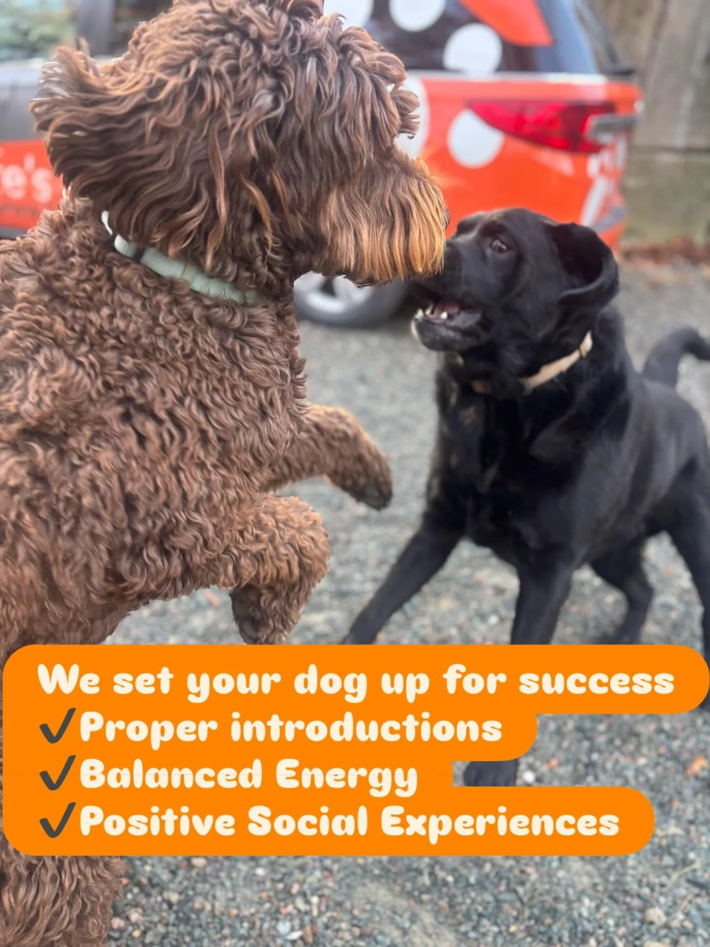 A great first playdate starts with great planning! 🐕✨ Our playgroup program focuses on proper introductions, balanced energy, and positive social experiences. Every pup learns at their own pace &mdash; and we&rsquo;re here to make sure each moment b